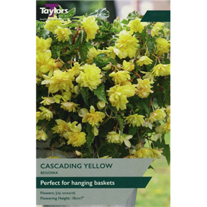 Begonia Yellow Cascading